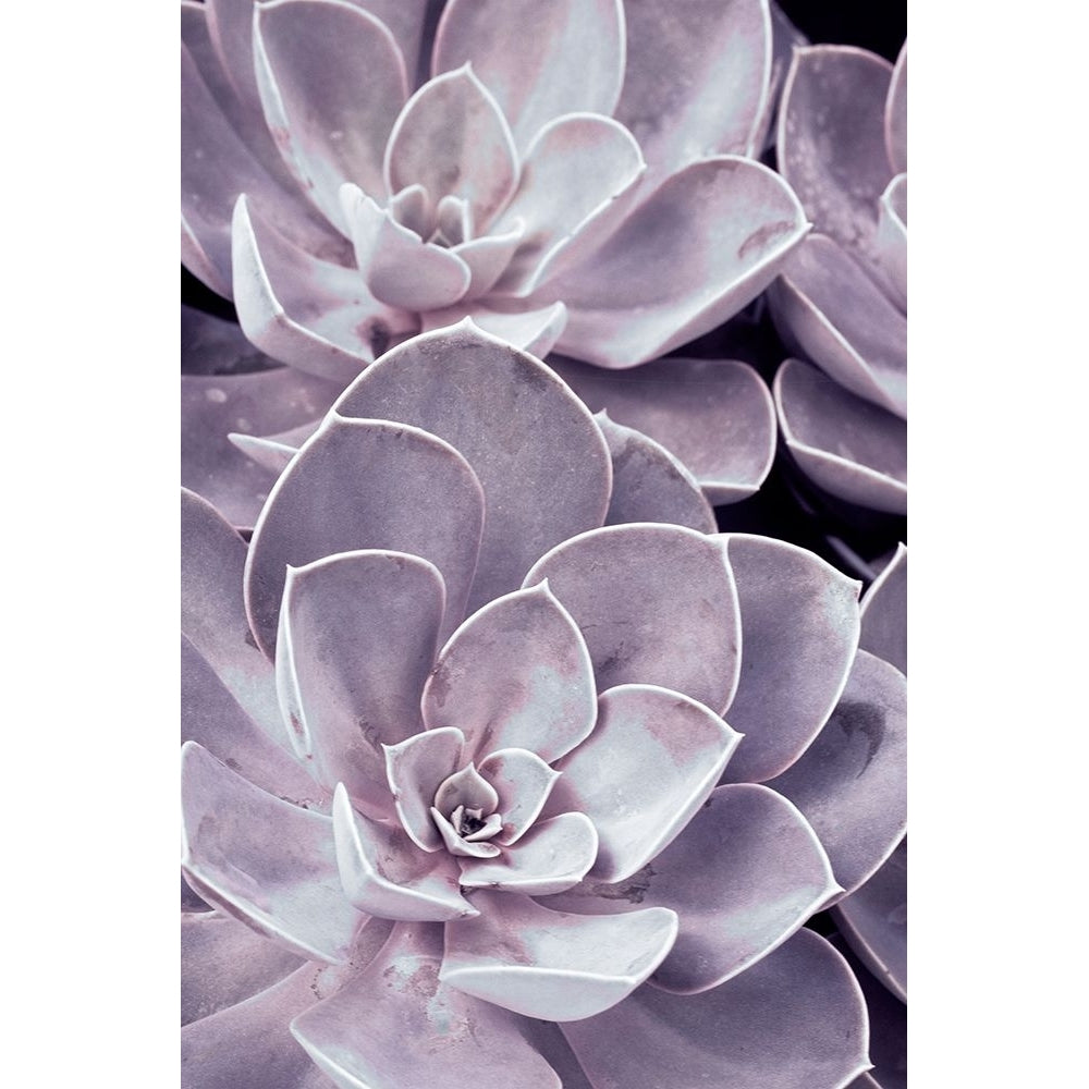 Violet Succulents Poster Print - Judy Stalus-VARPDXJD158A Image 1