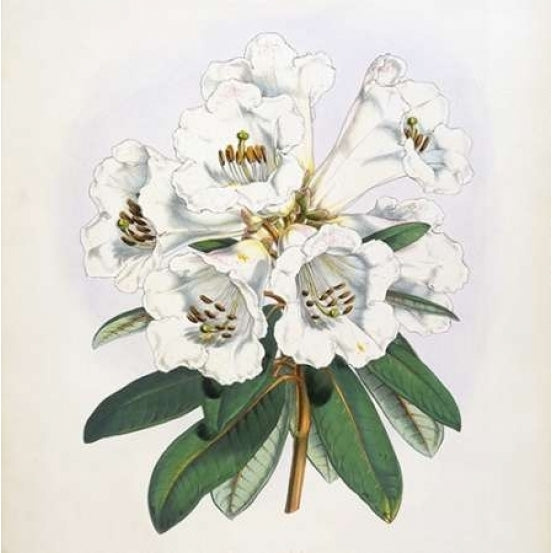 Rhododendron Dalhousiae Flower Poster Print by Joseph Dalton Hooker-VARPDXJDH01a Image 1