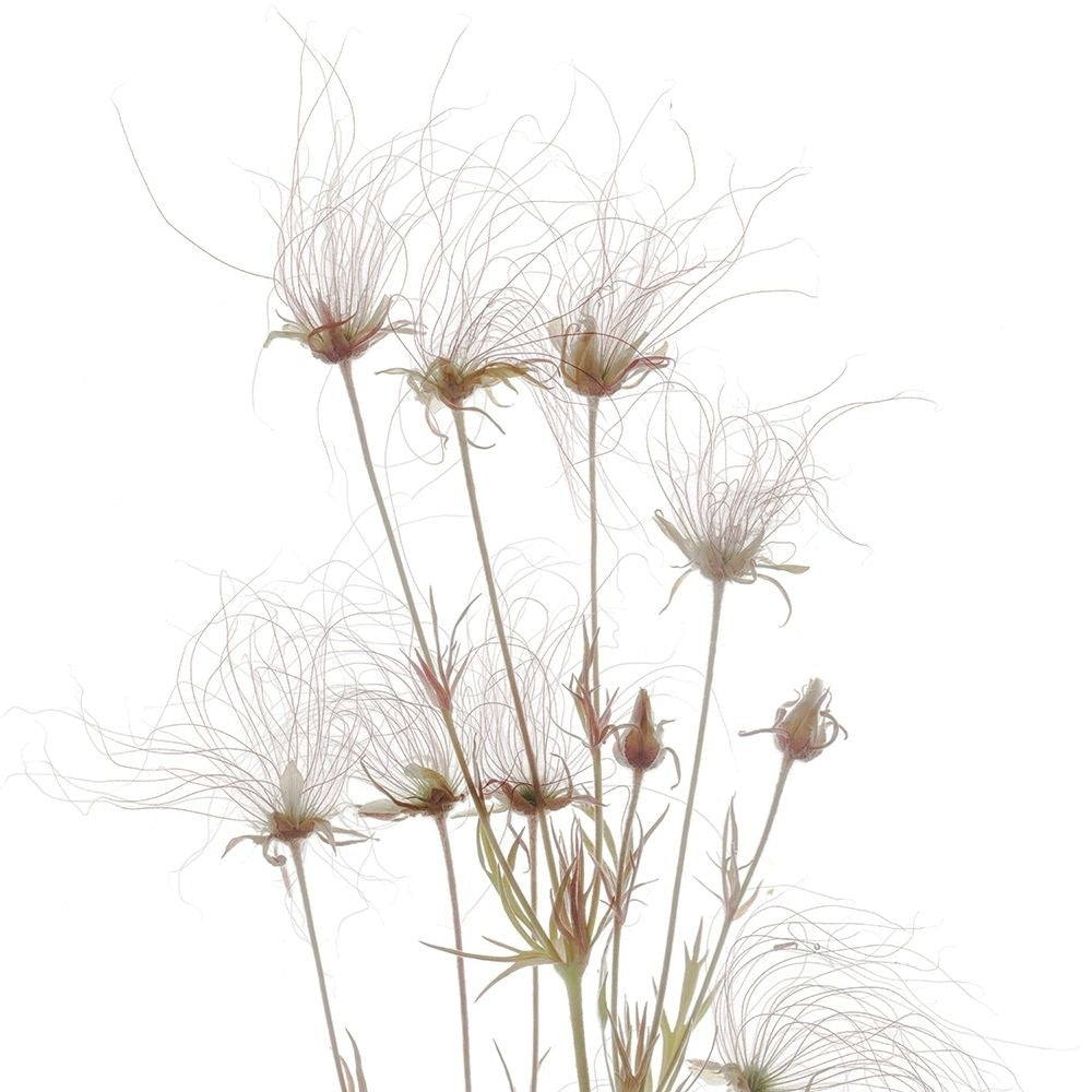 Geum Seed Heads__ by Judy Stalus-VARPDXJD178A Image 1