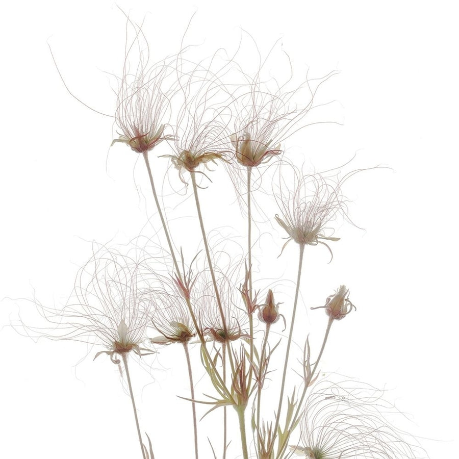 Geum Seed Heads__ by Judy Stalus-VARPDXJD178A Image 1