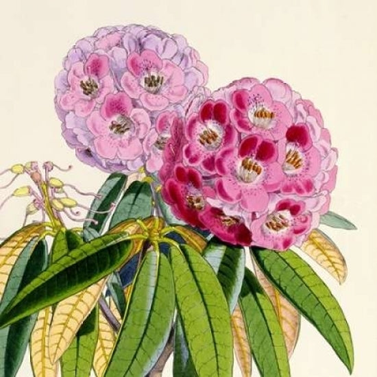 Rhododendron Campbelliae Flower Poster Print by Joseph Dalton Hooker-VARPDXJDH06a Image 1