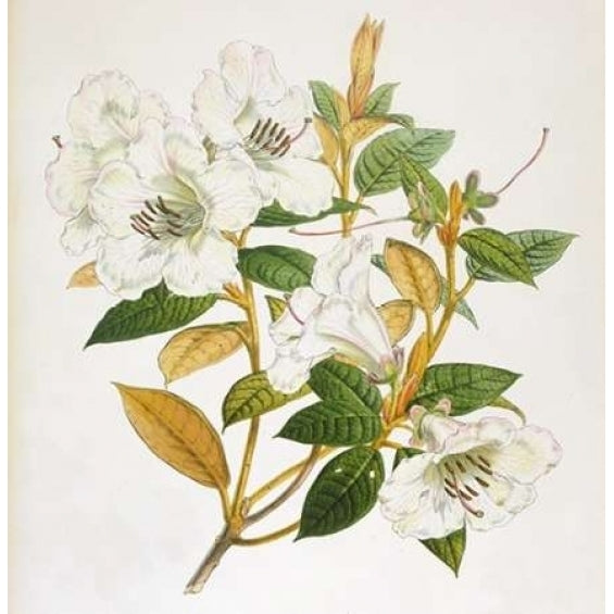 Rhododendron Edgeworthi Flower Poster Print by Joseph Dalton Hooker-VARPDXJDH04a Image 2