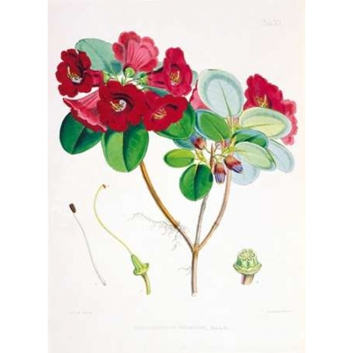 Rhododendron Thomsoni Poster Print by Joseph Hooker-VARPDXJDH08 Image 1