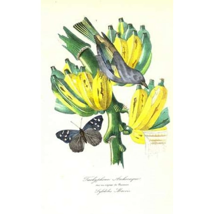 Finch on Bunch of Bananas Poster Print by 1842 Anonymous-VARPDXJDP2 Image 2