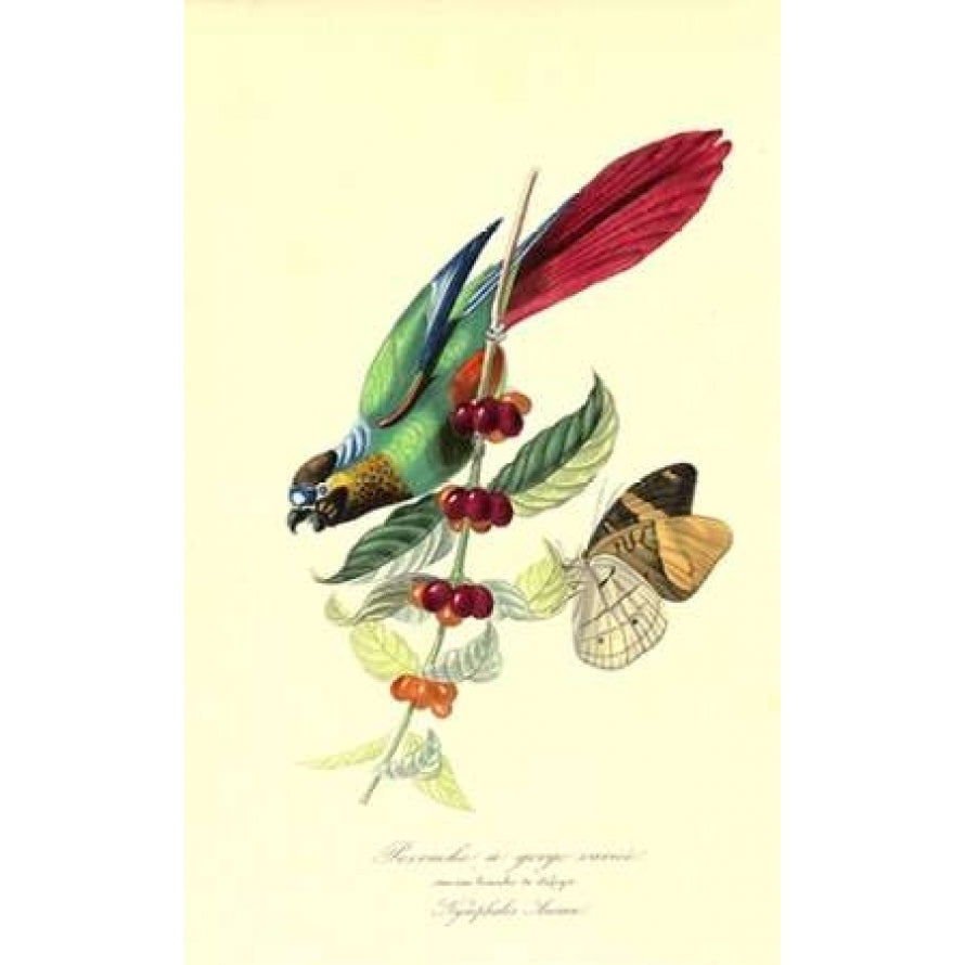 Parakeet on Coffee Bush Poster Print by 1842 Anonymous-VARPDXJDP1 Image 1