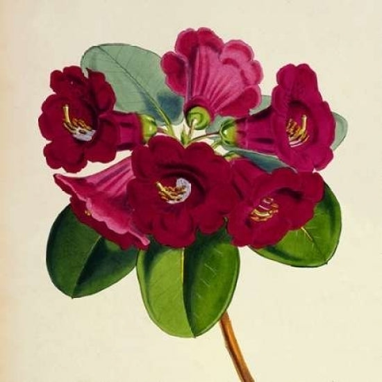 Rhododendron Thomsoni Flower Poster Print by Joseph Dalton Hooker-VARPDXJDH08a Image 2