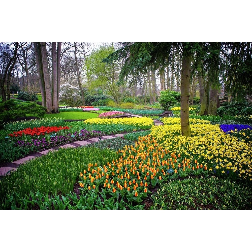 Colorful Corner Keukenhof Tulips Garden 4 Poster Print - Rainbow Fine Jenny-VARPDXJENRAI236502 Image 1