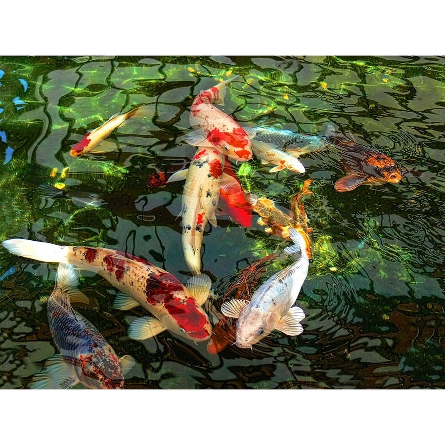 Koi Fish Pond Poster Print - Jennie Marie Schell-VARPDXJENSCH266159 Image 1