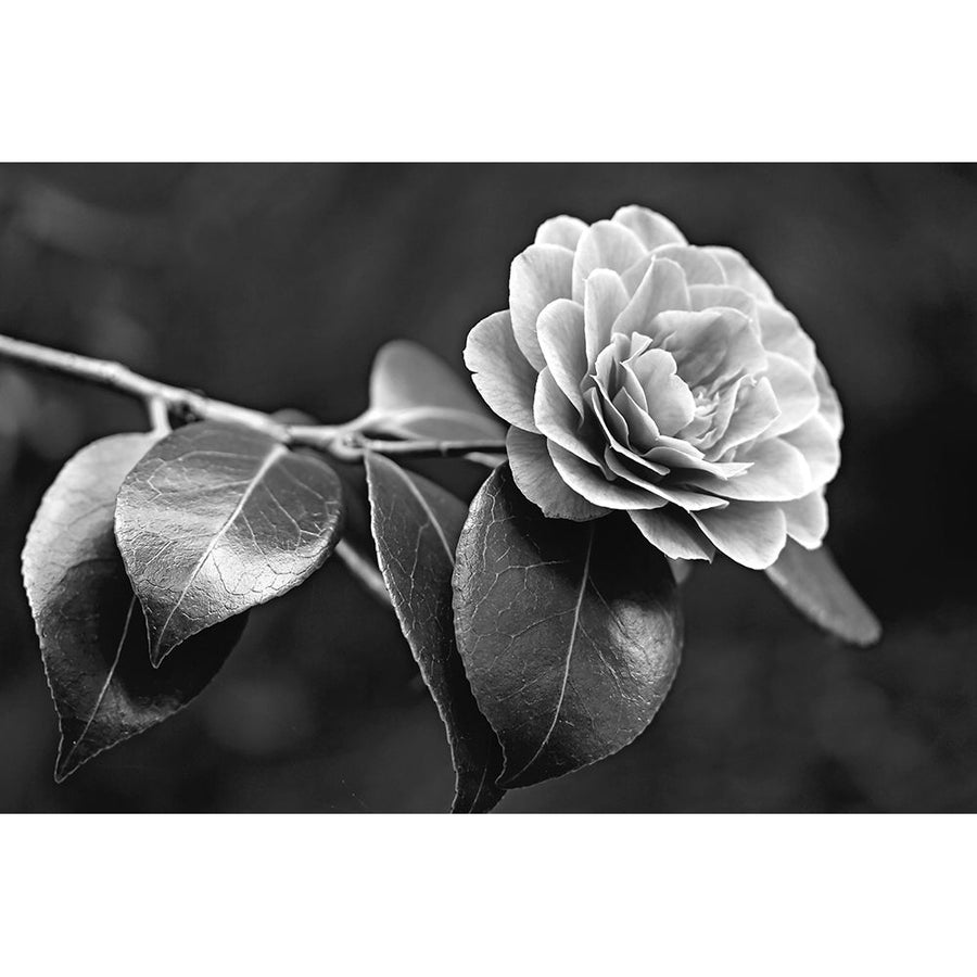 Camellia Flower Black and White Poster Print - Jennie Marie Schell-VARPDXJENSCH275956 Image 1