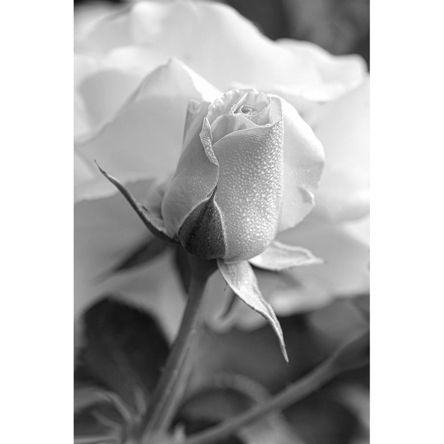 Rose Bud Flower Black and White Poster Print - Jennie Marie Schell-VARPDXJENSCH275975 Image 1