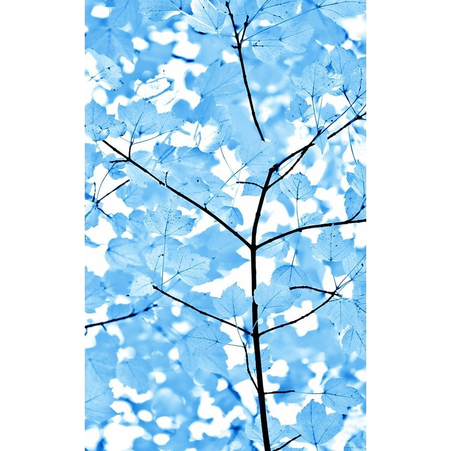 Blue Leaves 3 Poster Print - Jennie Marie Schell-VARPDXJENSCH266155 Image 1