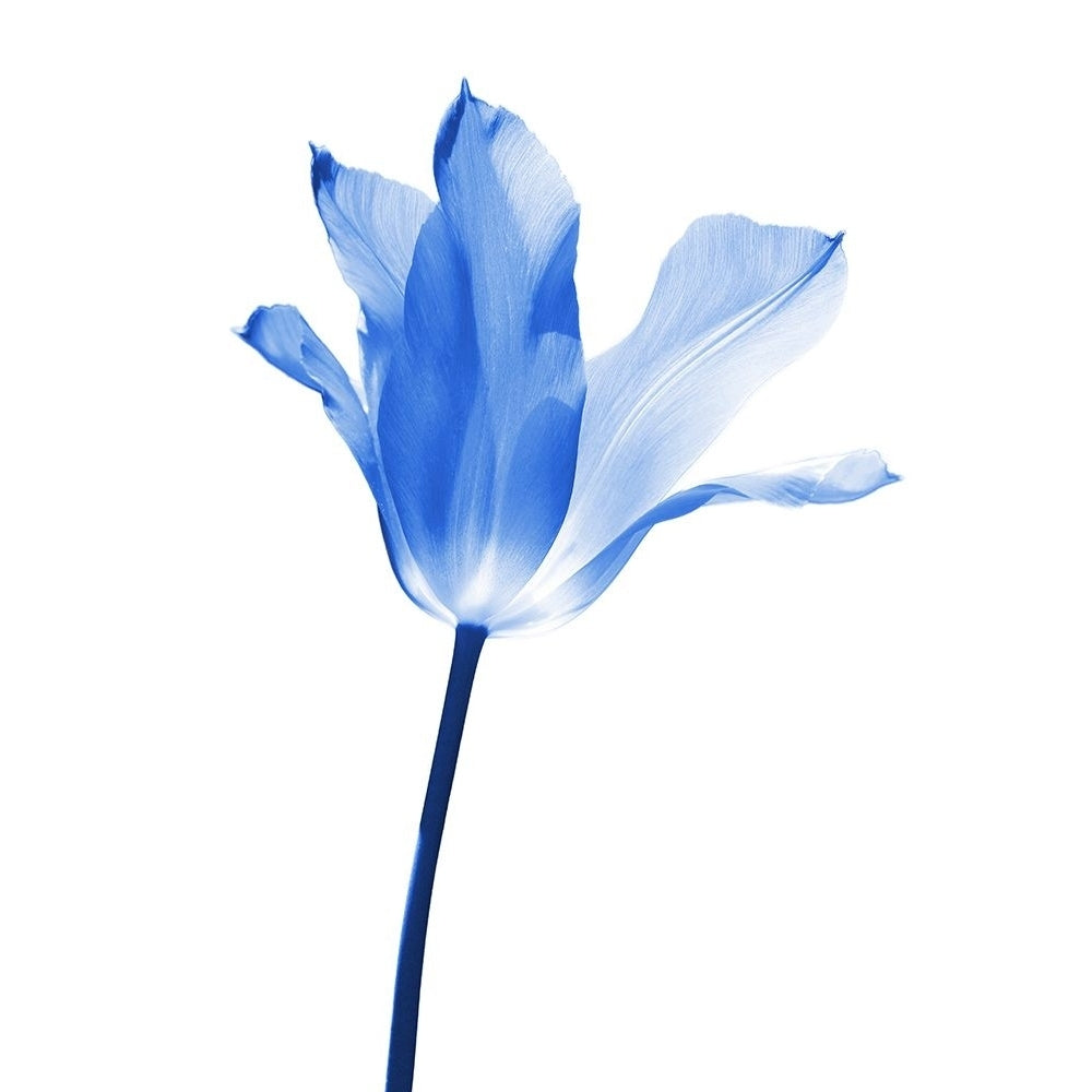 Blue Tulip Flower Poster Print - Jennie Marie Schell-VARPDXJENSCH266319 Image 1