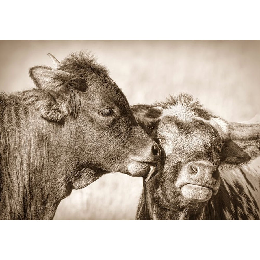 Calf Kiss Sepia Poster Print - Jennie Marie Schell-VARPDXJENSCH274548 Image 1