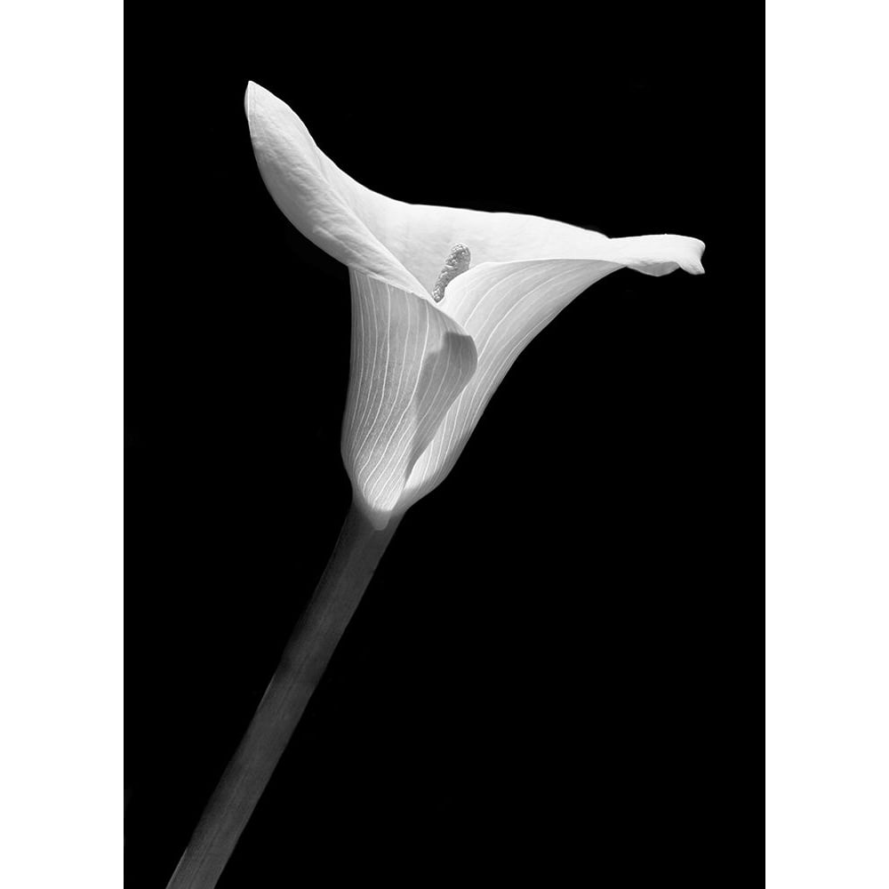 Calla Lily Flower Black and White 1 Poster Print - Jennie Marie Schell-VARPDXJENSCH275953 Image 1