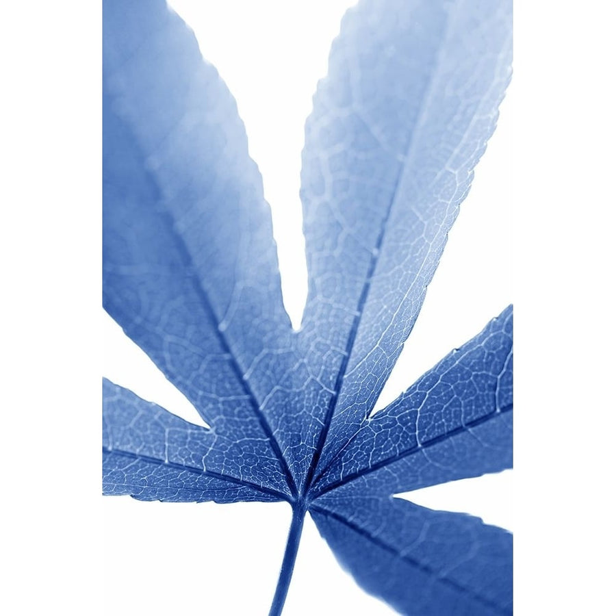 Blue Leaves 2 Poster Print - Jennie Marie Schell-VARPDXJENSCH266154 Image 1