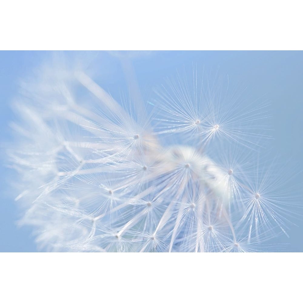 Blue Dandelion Flower Poster Print - Jennie Marie Schell-VARPDXJENSCH266316 Image 1