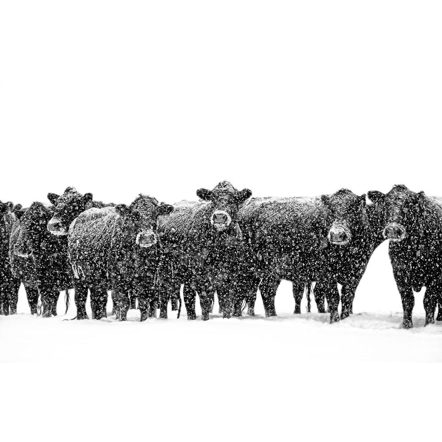 Black Cattle in Snow 2 Poster Print - Jennie Marie Schell-VARPDXJENSCH274546 Image 1