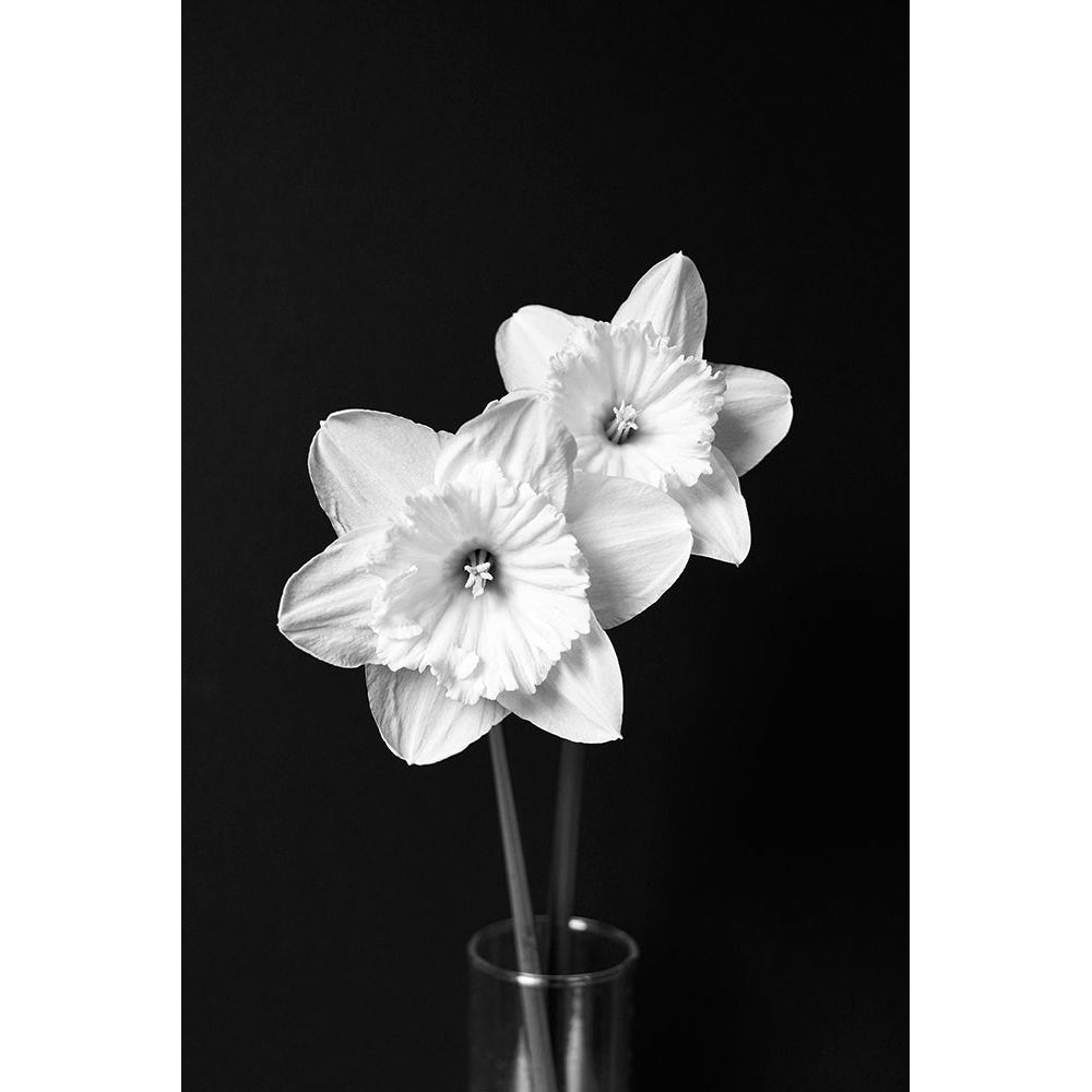 Daffodil Flowers Still Life Black and White Poster Print - Jennie Marie Schell-VARPDXJENSCH275958 Image 1