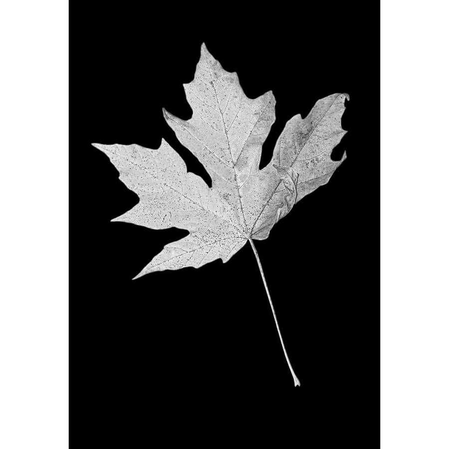 Leaf Black and White 1 Poster Print - Jennie Marie Schell-VARPDXJENSCH275963 Image 1