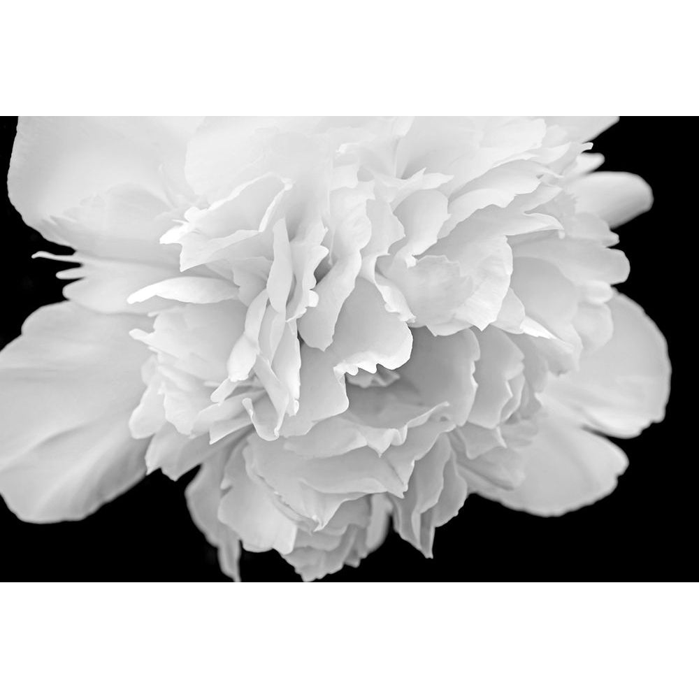 Peony Flower Macro Black and White Poster Print - Jennie Marie Schell-VARPDXJENSCH275974 Image 1