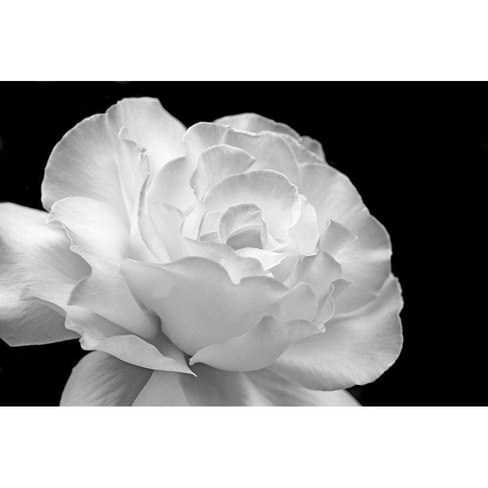 Rose Flower Macro Black and White 1 Poster Print - Jennie Marie Schell-VARPDXJENSCH275976 Image 1