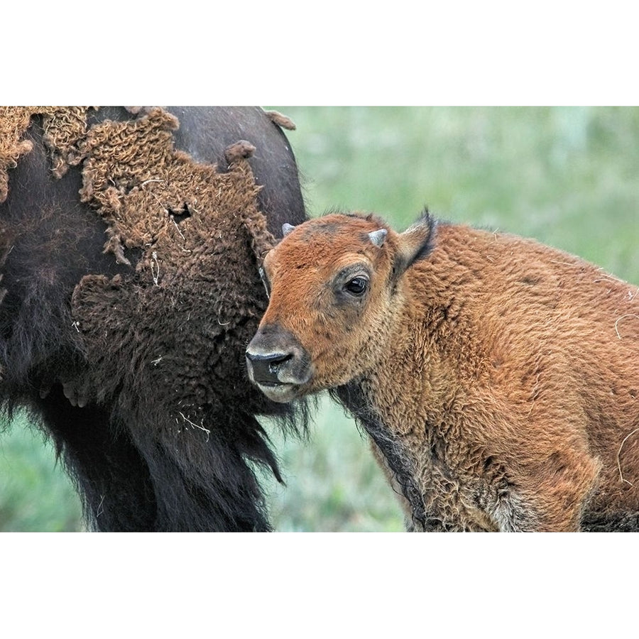 Buffalo Bison and Calf Poster Print - Jennie Marie Schell-VARPDXJENSCH276155 Image 1