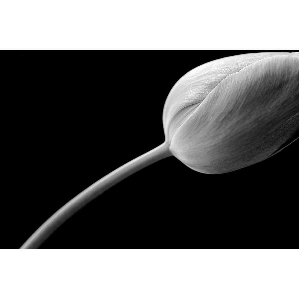 Tulip Flower Macro Black and White 3 Poster Print - Jennie Marie Schell-VARPDXJENSCH275985 Image 1