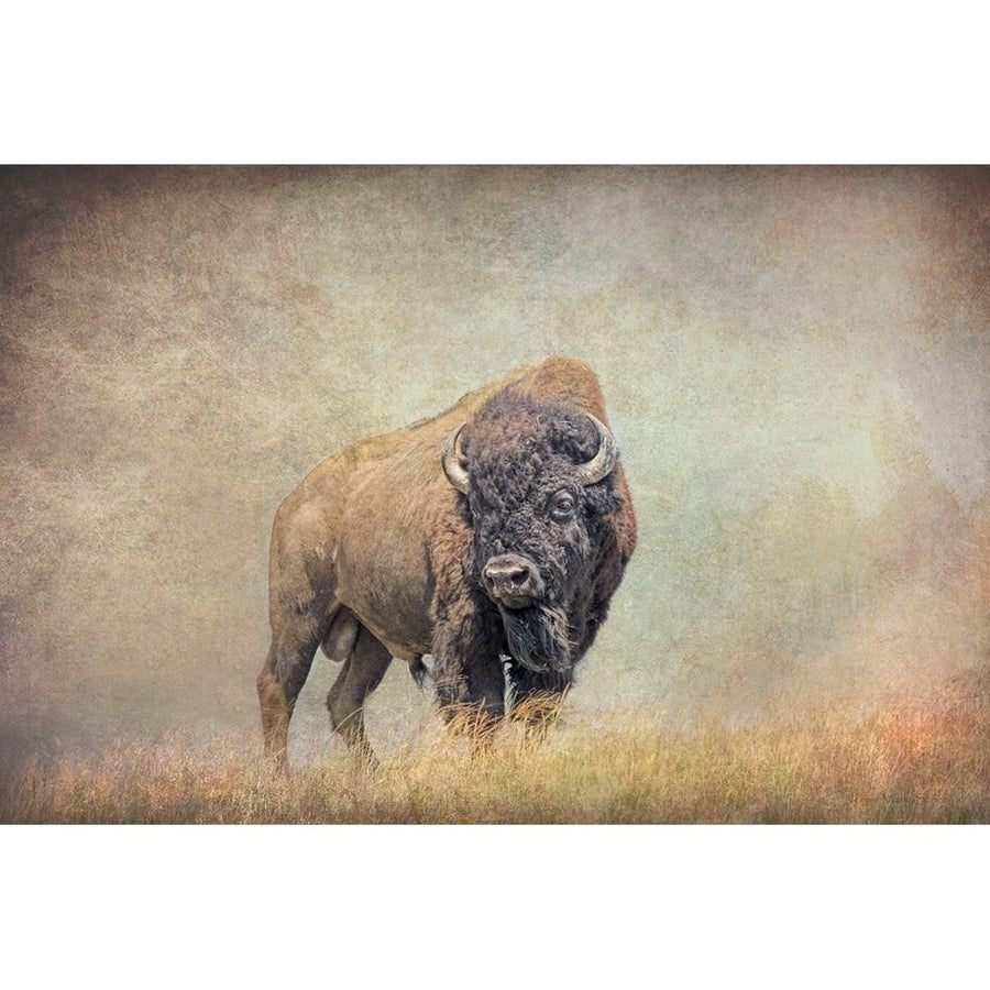 Buffalo Bison on Hill Poster Print - Jennie Marie Schell-VARPDXJENSCH276158 Image 1