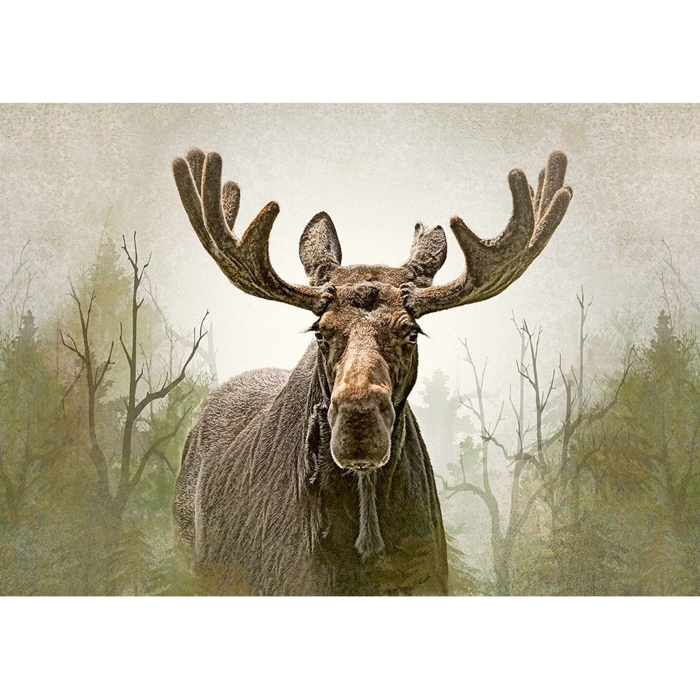 Moose in the Woodland Forest Poster Print - Jennie Marie Schell-VARPDXJENSCH276171 Image 1