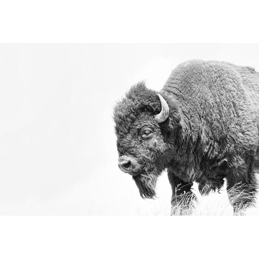 Buffalo Bison Black and White Poster Print - Jennie Marie Schell-VARPDXJENSCH276157 Image 1