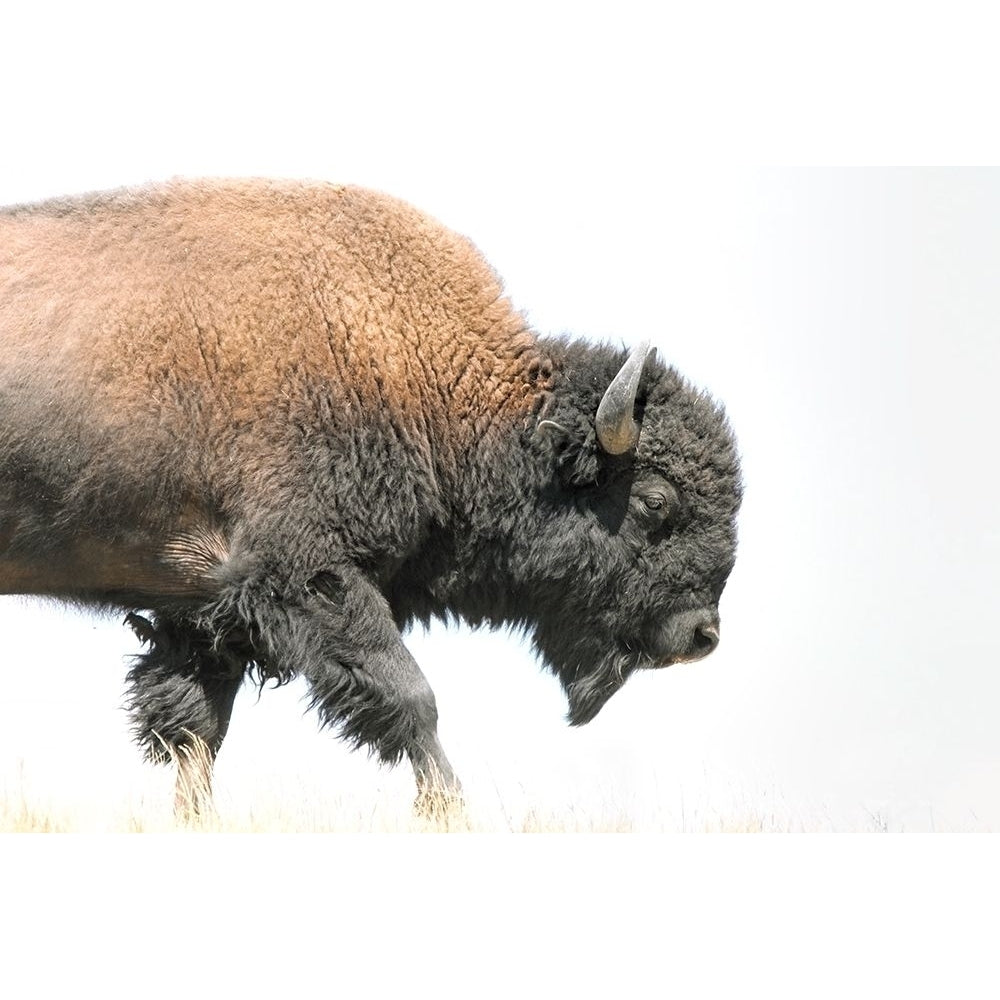 Buffalo Bison Walk Poster Print - Jennie Marie Schell-VARPDXJENSCH276159 Image 1