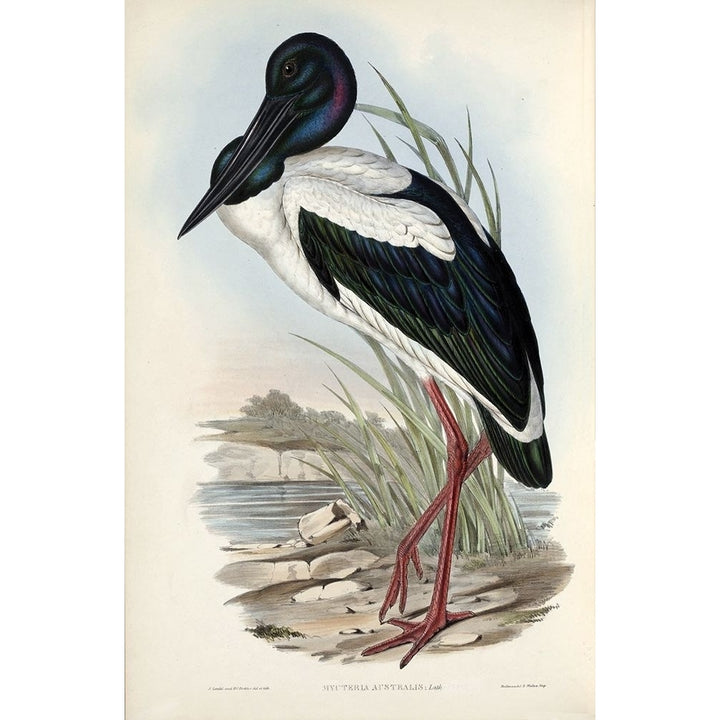 Australian Stork Poster Print by John Gould-VARPDXJGA01 Image 1