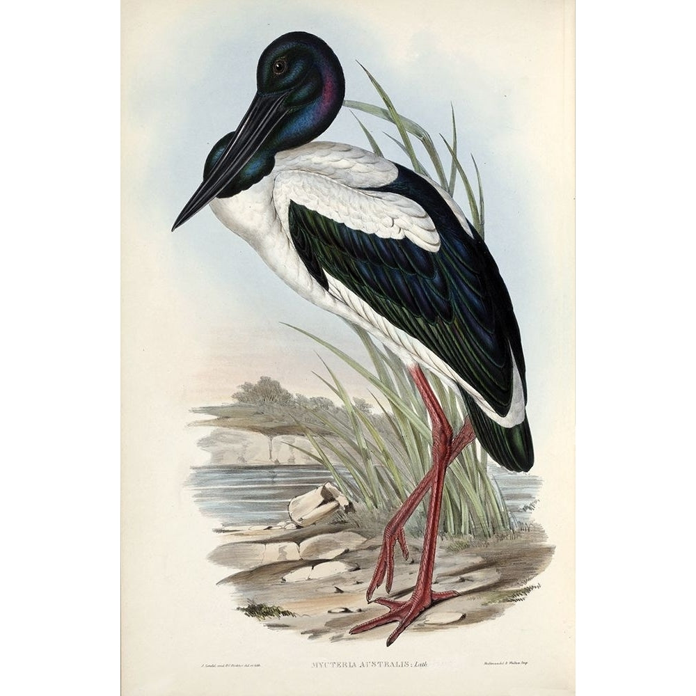 Australian Stork Poster Print by John Gould-VARPDXJGA01 Image 2