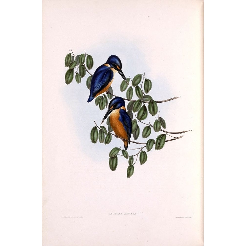 Azure Kingfisher Poster Print by John Gould-VARPDXJGA02 Image 2