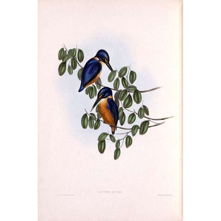 Azure Kingfisher Poster Print by John Gould-VARPDXJGA02 Image 1