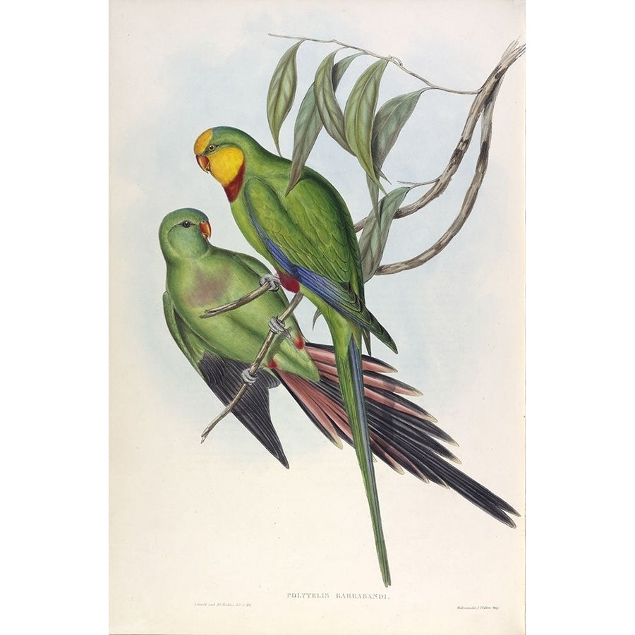 Barrabands Parakeet Poster Print by John Gould-VARPDXJGA03 Image 1