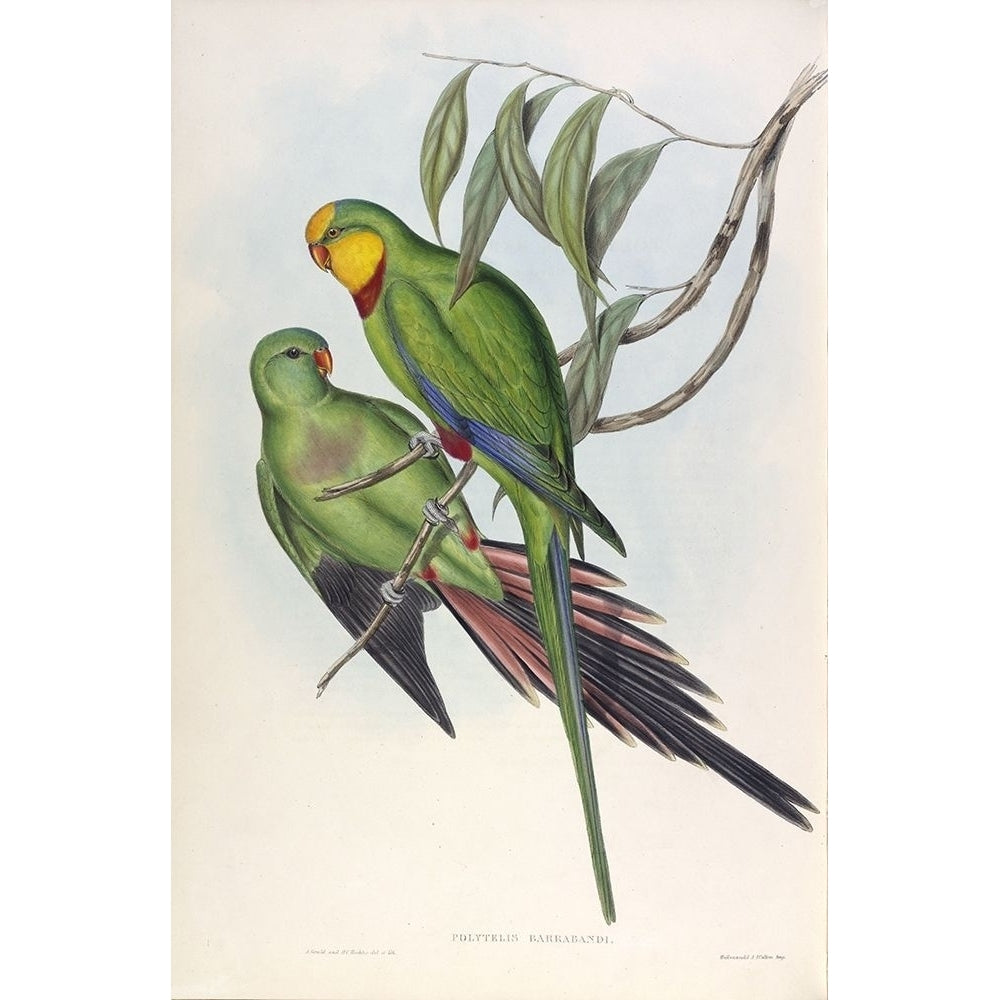 Barrabands Parakeet Poster Print by John Gould-VARPDXJGA03 Image 2