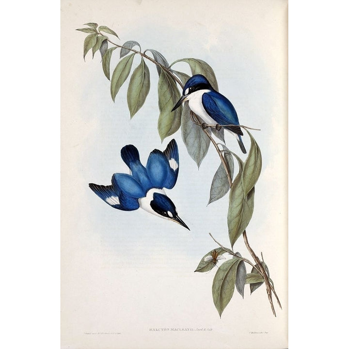 MacLeays Halcyon Kingfisher Poster Print by John Gould-VARPDXJGA12 Image 1