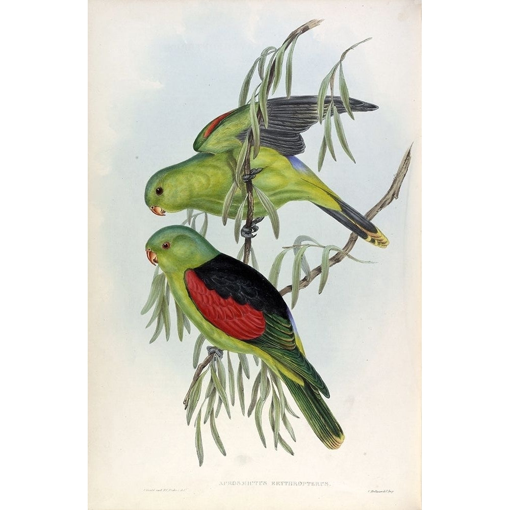 Red Winged Lory Poster Print by John Gould-VARPDXJGA14 Image 2