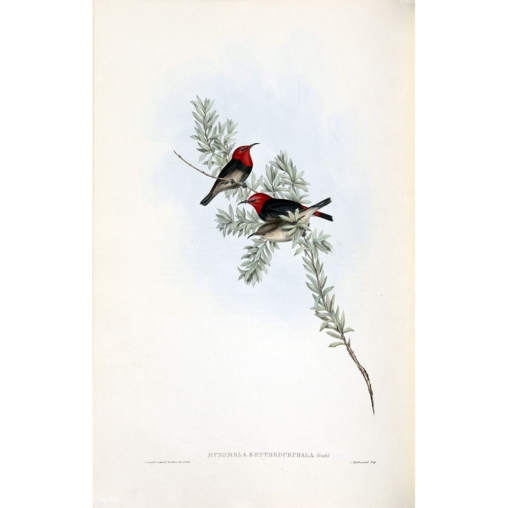 Red Headed Honey Eater Poster Print by John Gould-VARPDXJGA13 Image 1