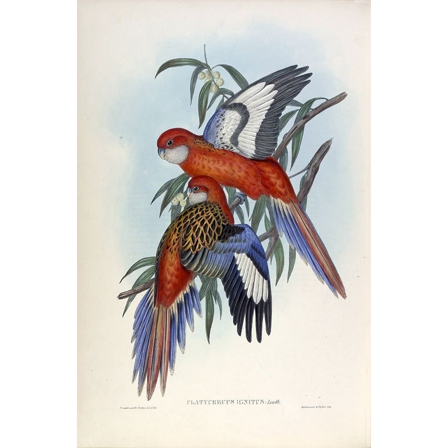 Fiery Parakeet Poster Print by John Gould-VARPDXJGA08 Image 1