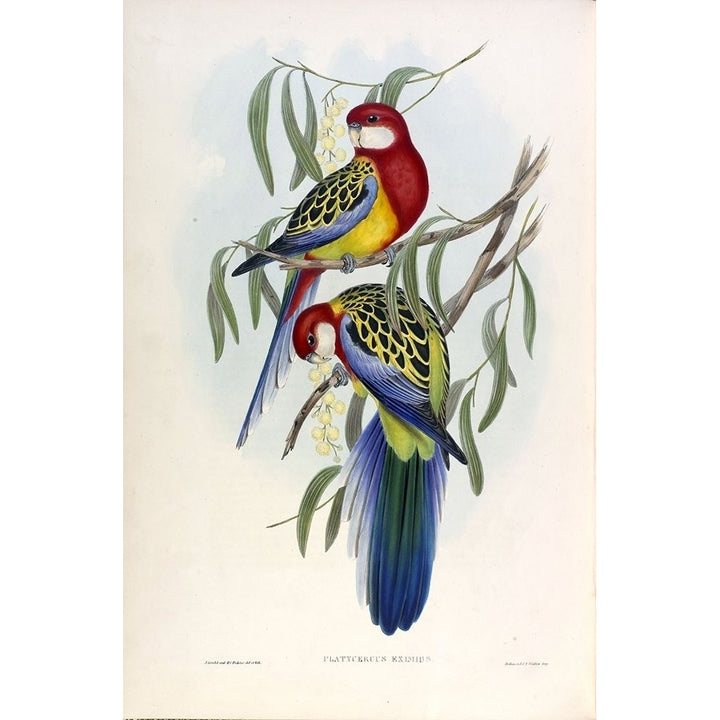 Rose Hil Parakeet Poster Print by John Gould-VARPDXJGA15 Image 1