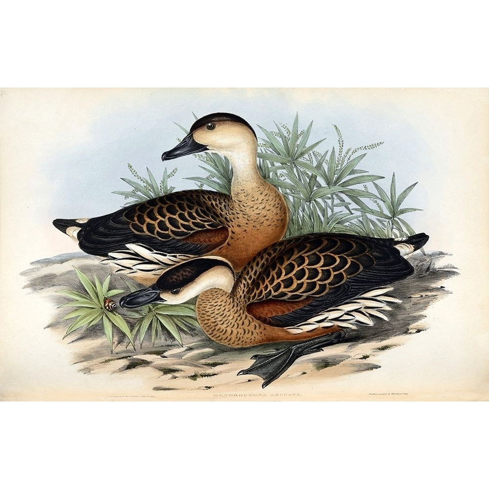 Whistling Duck Poster Print by John Gould-VARPDXJGA18 Image 1