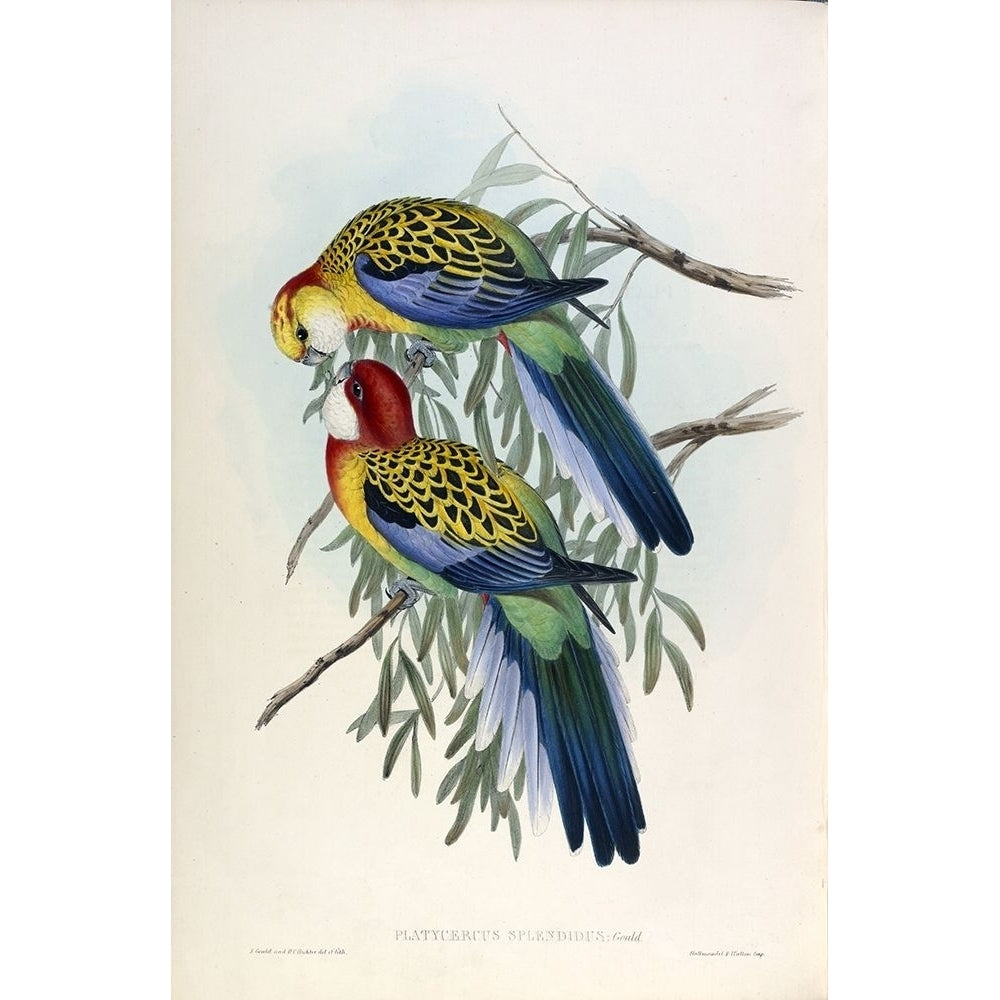 Splendid Parakeet Poster Print by John Gould-VARPDXJGA17 Image 2