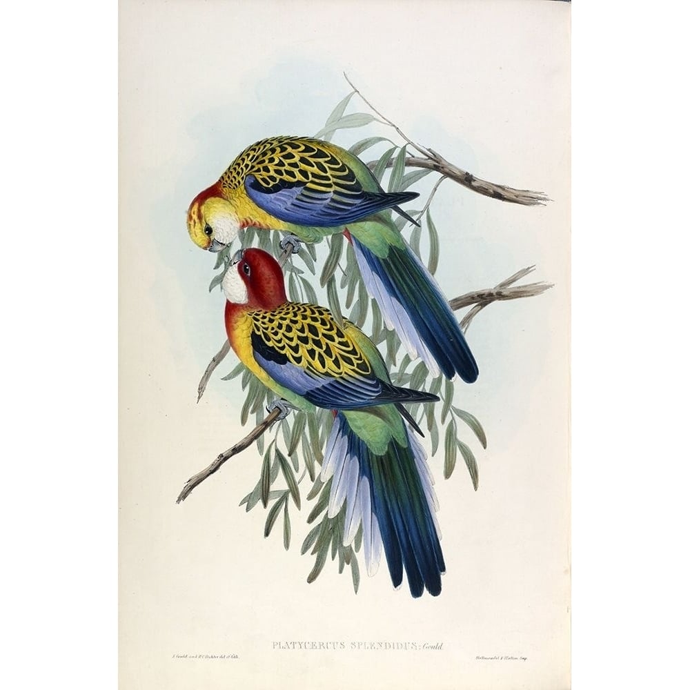 Splendid Parakeet Poster Print by John Gould-VARPDXJGA17 Image 1