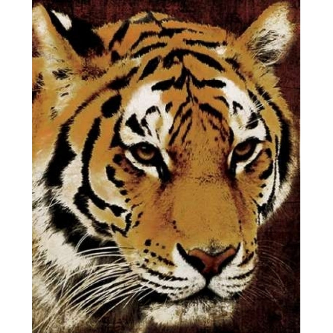 Tiger Poster Print by Jace Grey-VARPDXJGRC097A Image 1