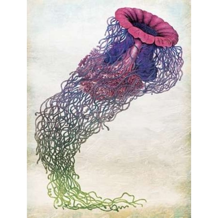 Jellyfish Poster Print by Jace Grey-VARPDXJGRC227A Image 2