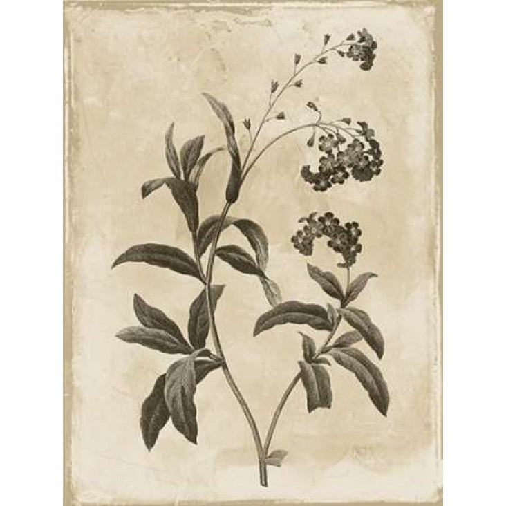 Earthy floral 1 Poster Print by Jace Grey-VARPDXJGRC255A Image 1