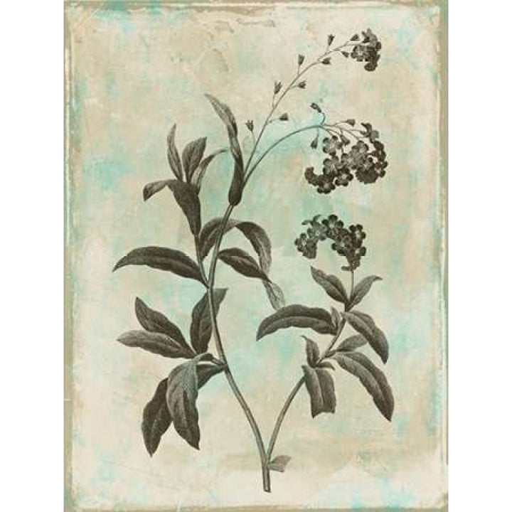 Earthy floral 1 Poster Print by Jace Grey-VARPDXJGRC255A2 Image 1