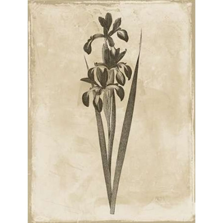 Earthy floral 2 Poster Print by Jace Grey-VARPDXJGRC255B Image 1